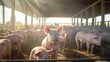 many domestic pigs in a farm, natural sunlight
