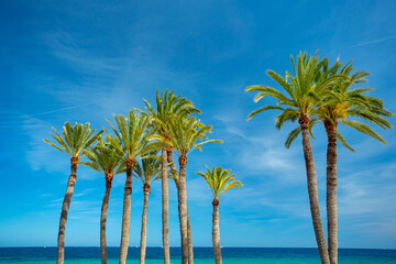 Wall Mural - Palm trees on a calm beach