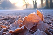 Delicate Frost On Autumn Leaves On The Ground