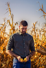 Wall Mural - Young farmer standing in a corn field examining crop during sunset before harvest.