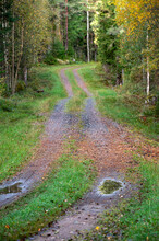Forest Road Through A Forest In Motala Sweden
