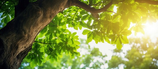 Wall Mural - Forest tree with small leaves providing fresh oxygen in a sunny park environment