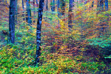 Poster - A beech forest (Fagus sylvatica) in autumn colors