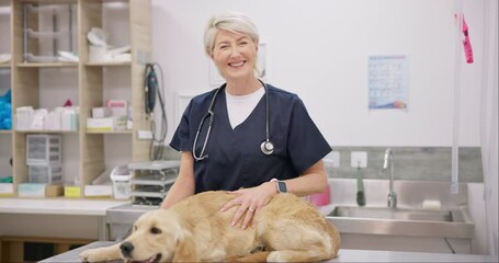 Poster - Smile, dog and old woman vet with a stethoscope in a clinic for a healthcare checkup or treatment. Portrait, doctor and a medical veterinarian working in an animal clinic to care for a labrador puppy