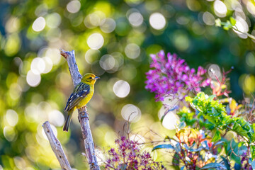 Small bird Flame-colored Tanager (Piranga bidentata), yellow female on a branch in San Gerardo de Dota, Wildlife and birdwatching in Costa Rica.