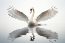 Beautiful White Swan Flaps Its Wings, Splashing Water Drops On River Or Lake. Graceful Bird Show Wings On White