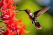 hummingbird in flight