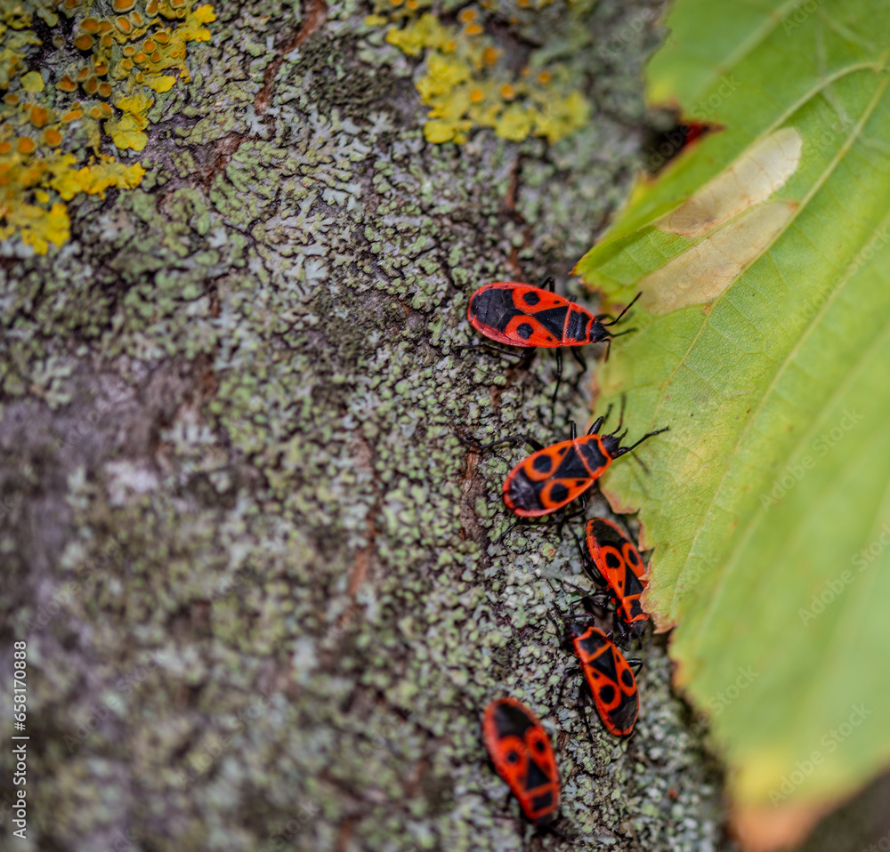 All developmental stages of an insect called Waldless Blacksmith found ...