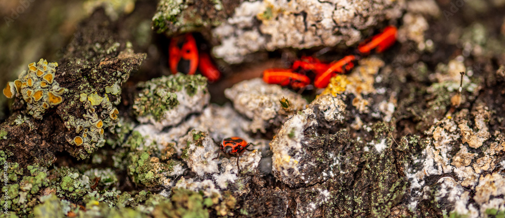 All developmental stages of an insect called Waldless Blacksmith found ...