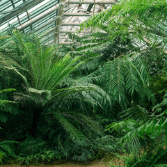 Wall Mural - interior of a large greenhouse with a collection of tropical plants