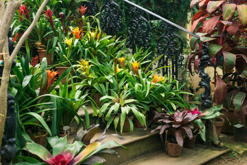 Wall Mural - blooming bromeliads in pots on the steps of a vintage staircase among tropical plants in an old greenhouse