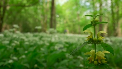 Wall Mural - A wild plant in a woodland with a white forest floor of wild garlic