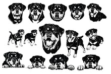 Rottweiler Bundle: Vector Illustrations Celebrating The Strength And Loyalty Of Rottweilers