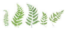 Watercolor Painting Fern Green Leaves. Hand Drawing Illustration Isolated On White Background. Vector EPS.