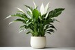 House plants concept with spathiphyllum growing in pot, purifying indoor air. Generative AI