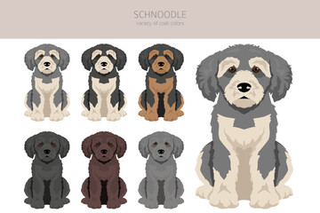 Wall Mural - Schnoodle clipart. Schnauzer Poodle mix. Different coat colors set