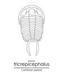 Trilobite Tricrepicephalus, a Cambrian period creature, an extinct marine arthropod, black and white line art illustration. Ideal for both coloring and educational purposes