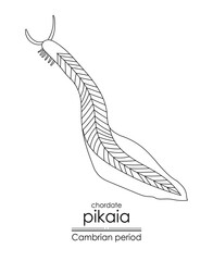 Poster - Pikaia, a Cambrian period creature, a primitive chordate, black and white line art illustration. Ideal for both coloring and educational purposes