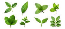 Assortment Of Aromatic Mint Leaves, And Branches, With Various Arrangements Against A Transparent Backdrop, Ideal For Culinary, Beverage, Herbal Tea, Or Aromatic Design Elements. Generative AI