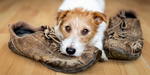 Sticker - Face of a naughty active pet dog after biting, chewing shoes. Puppy training, mischief or separation anxiety banner.