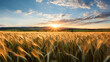 champs de blé mûr au soleil couchant