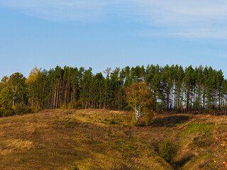 Wall Mural - Beautiful autumn panoramic landscape in the forest. Autumn woods tree