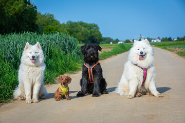 Wall Mural - group of dogs showing good behaviour