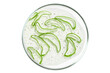 © Marina Red - Petri dish isolated on empty background. Slices of aloe vera gel in a Petri dish.