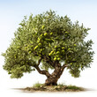 Olive tree with abundant green olives. White isolated olive tree