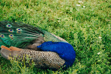 Beautiful Peacock Hidding His Head