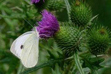 Sticker -  Piéride du chou - Pieris brassicae - lépidoptères - papillons