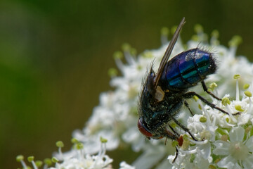 Wall Mural - Mouche bleue -Calliphora vomitoria-  mouche à viande - Mouche Calliphora - diptére