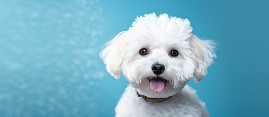 Canvas Print - Close up of adorable bichon frise on flat blue background