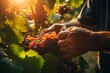 The hands of a winemaker or farmer picking delicious grapes during the harvest season. Background