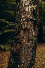 tree trunk in fall