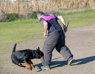 Sticker - training of rottweiler