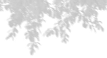 Wall Mural - isolated shadow spa trees movement on transparent backgrounds 3d render png
