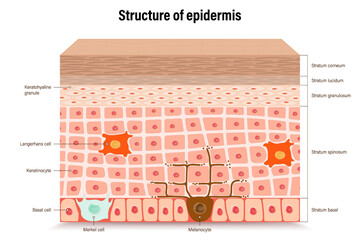 Wall Mural - Structure of epidermis vector. Cross section of the epidermis. Human skin anatomy. Layers of a human skin. 