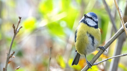 Wall Mural - Eurasian Blue Tit / Cyanistes caeruleus