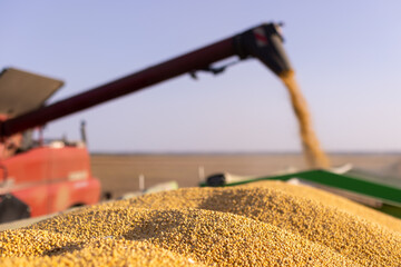 Wall Mural - Combine transferring soybeans after harvest