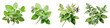 Lemon Balm  Flower Hyperrealistic Highly Detailed Isolated On Transparent Background PNG File