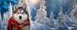 Gorgeous Siberian Husky dog wearing a red Christmas scarf against the backdrop of a winter view of the mountains and forest.