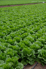 Wall Mural - Farm field with rows of young fresh green romaine lettuce plants growing outside under italian sun, agriculture in Italy.