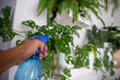 moisturizing leaves with a sprayer, taking care of air humidity Monstera Adans, monkey mask