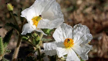 Wall Mural - Flatbud Prickly Poppy, Argemone Munita, a native perennial monoclinous herb displaying terminal exiguous cyme inflorescences during late Summer in the Eastern Sierra Nevada.