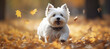 White dog running with autumn leaves. Generative AI.