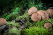 mushroom in the moss in the forest
