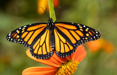 Monarch butterfly with wings open sitting on orange flower