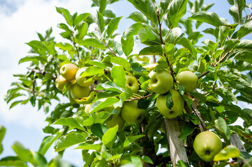 Wall Mural - Agriculture industry. Apple trees garden