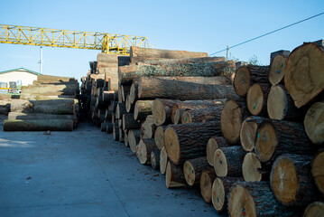 Wall Mural - Woodworking industry. Preparation and processing of wooden logs